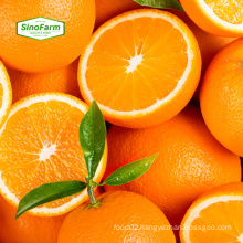 High quality of orange fresh Navel variety for sale